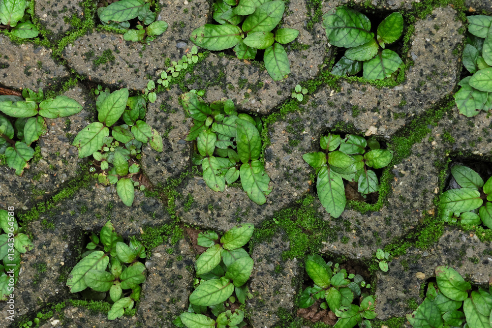 Obraz premium Plant texture background growing in a concrete paving brick hole. The paving brick for planting grass has a hole in the center.