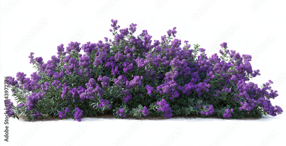 Naklejka premium A garden bush with purple flowers, cut out on a white background