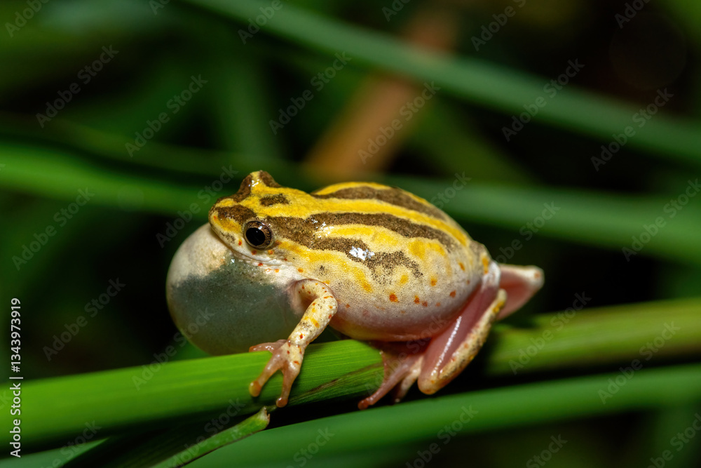Obraz premium A cute painted reed frog (Hyperolius marmoratus marmoratus), also known as a marbled reed frog, calling at the edge of a pond