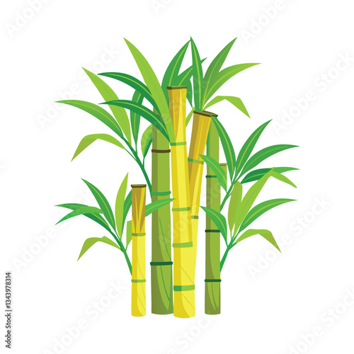 Bamboo isolated on white background