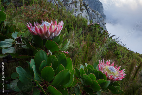 King Proteas in full bloom high up on a misty mountain slope.