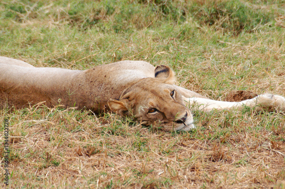 The lioness rests in the typical red earth bush of Kenya The lioness rests in the typical red earth bush of Kenya
