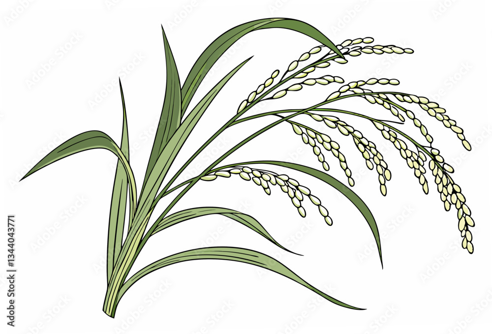 Obraz premium grass isolated on white background