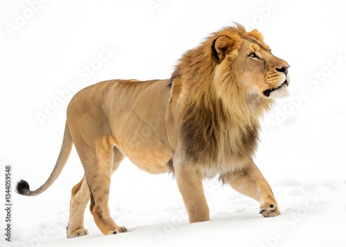 Big beautiful African lion on a white background. Lion, Panthera Leo, 8 years old, standing. 