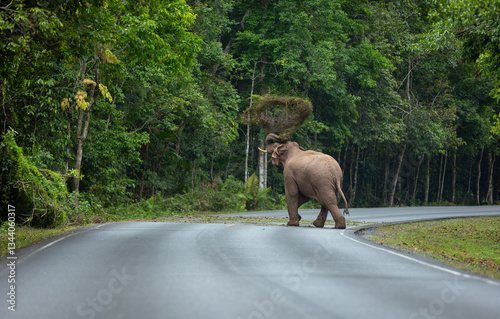 Photography Asian Wild Elephants walking through the grasslands on Khao Yai National Park, Thailand