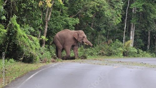 Asian Wild Elephants walking through the grasslands on Khao Yai National Park, Thailand. 