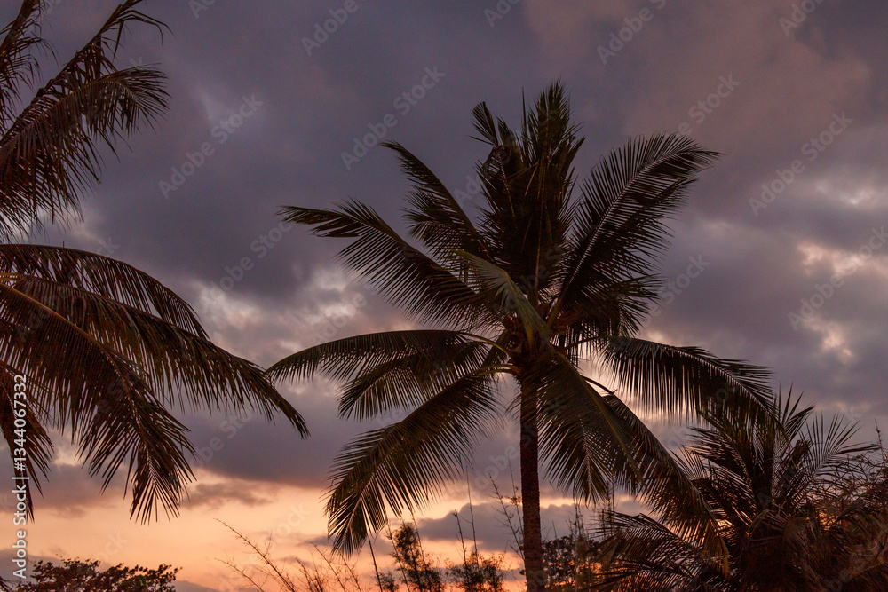Obraz premium palm trees at sunset