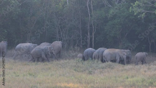 Asian Wild Elephants walking through the grasslands on Khao Yai National Park, Thailand. 