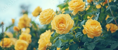 yellow roses blooming and lush leaves