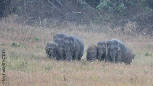 Asian Wild Elephants walking through the grasslands on Khao Yai National Park, Thailand. 