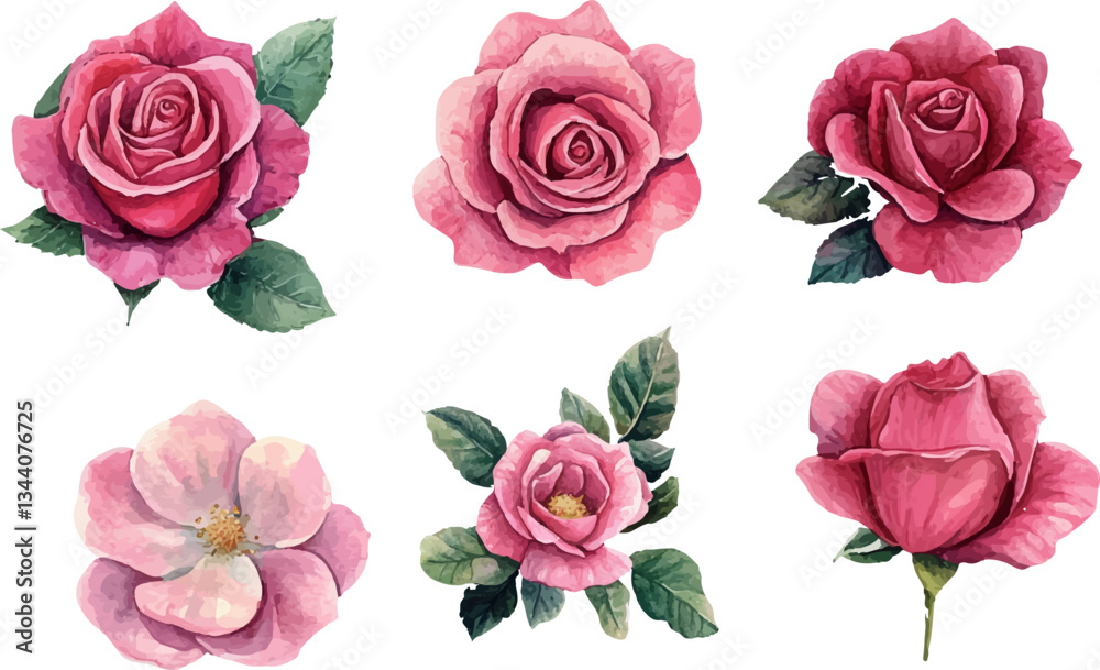 set of roses vector illustration set of roses vector illustration
