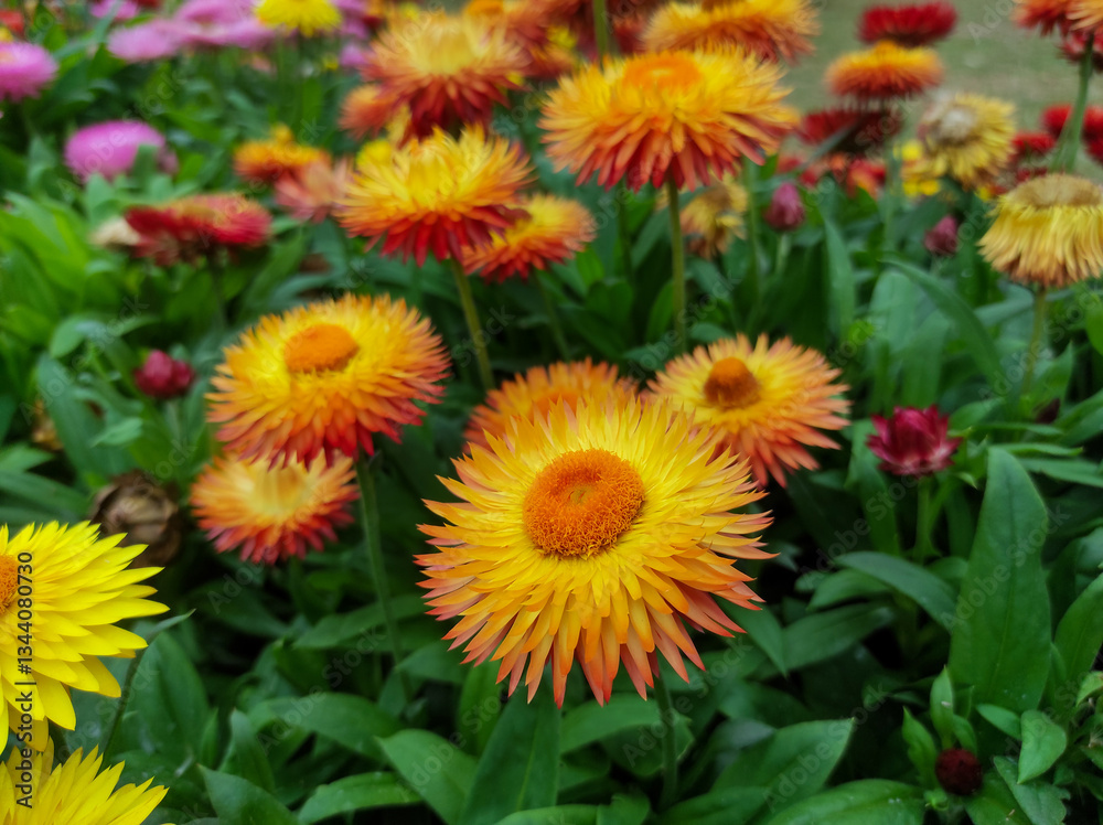 Xerochrysum bracteatum, commonly known as the golden everlasting or strawflower Xerochrysum bracteatum, commonly known as the golden everlasting or strawflower