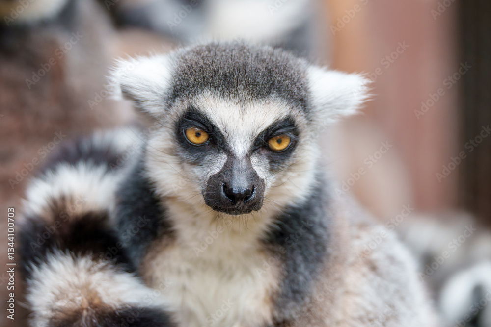 Fototapeta premium 真正面を見つめるキツネザル、鮮やかなオレンジ色の目 Ring-tailed Lemur Staring Forward with Bright Orange Eyes