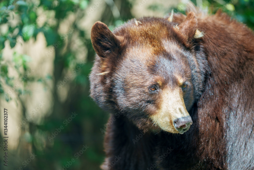 振り返る熊、自然の中の野生動物の姿
A Bear Looking Back, Wildlife in Natural Habitat