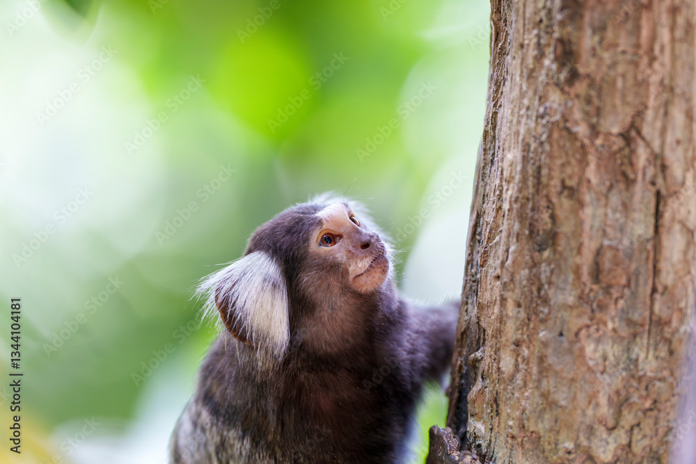 Fototapeta premium 木を登るコモンマーモセットと柔らかな緑の背景 Common Marmoset Climbing a Tree with Soft Green Bokeh