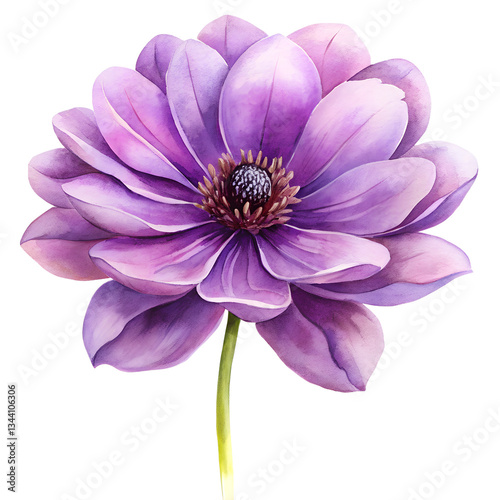 water color pink cosmos flower isolated on transparent background