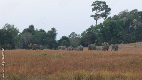 Asian Wild Elephant Walking through the grasslands on Khao Yai National Park. 