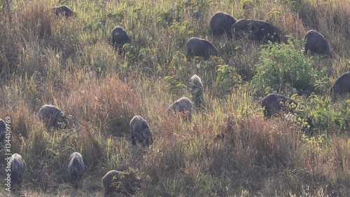 A herd of Common Wild Pigs is grazing in the middle of a field in the mountains.