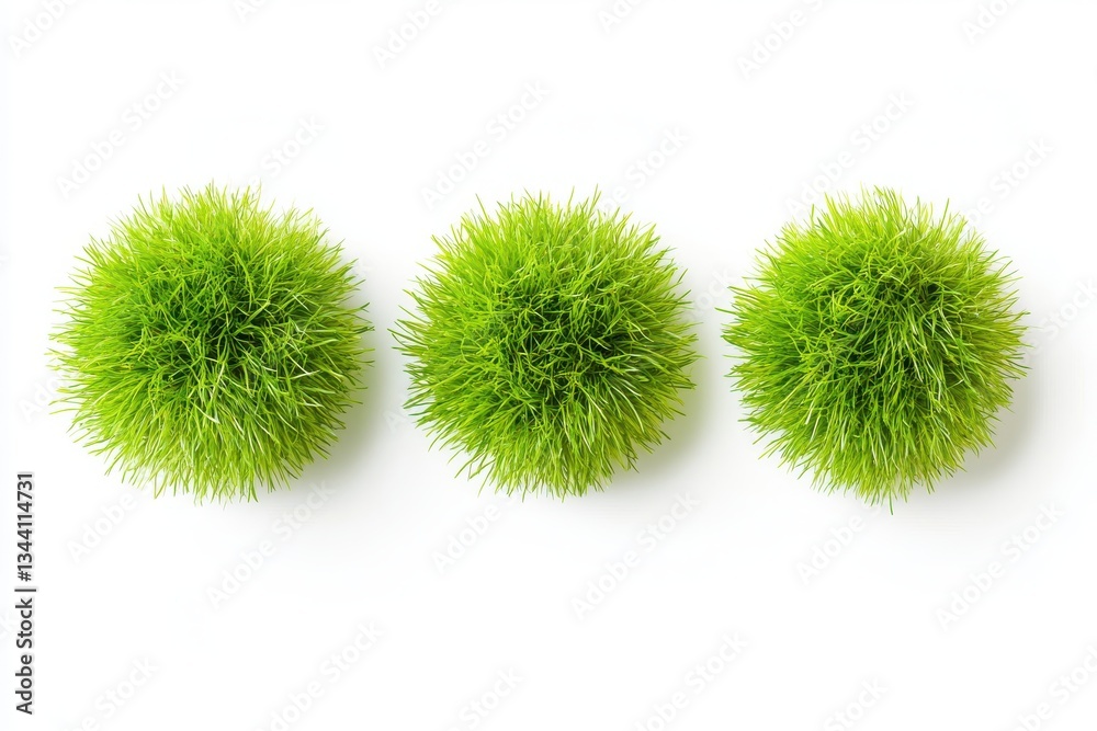 Three green burrs arranged in a row on a white background in a studio setting with bright lighting Three green burrs arranged in a row on a white background in a studio setting with bright lighting