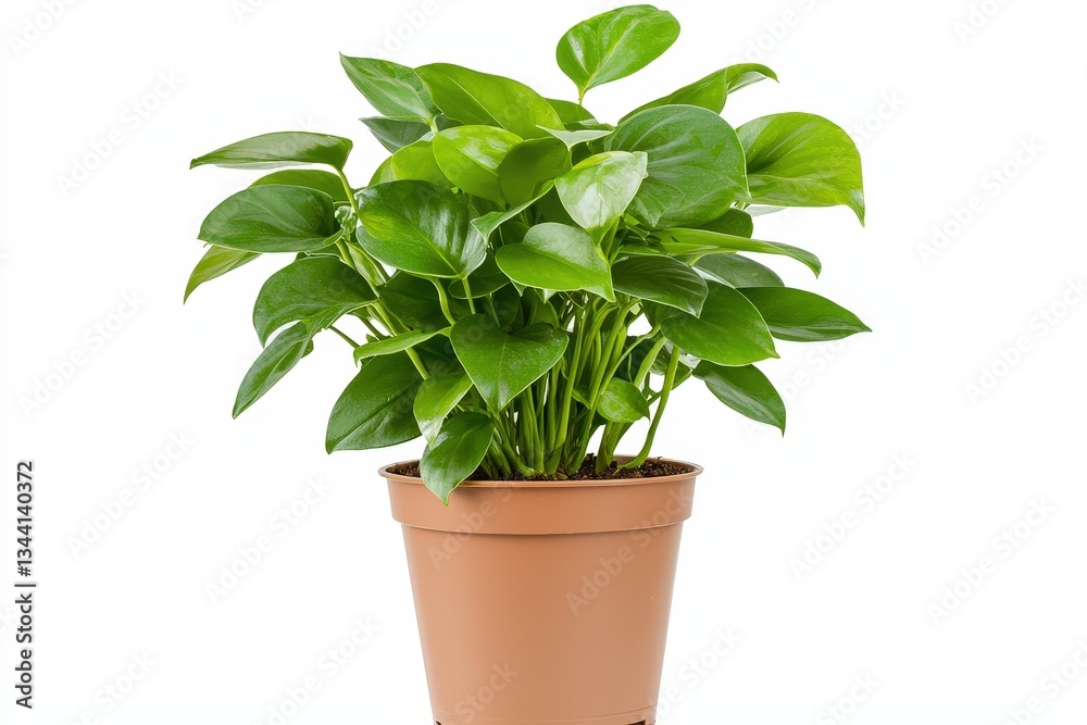Fototapeta premium A realistic close-up of a tropical houseplant with glossy green leaves, adding freshness and elegance to any indoor space.