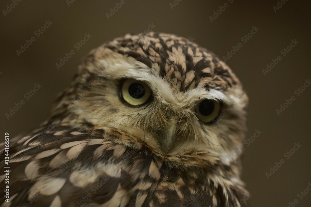 Naklejka premium closeup small owl portrait