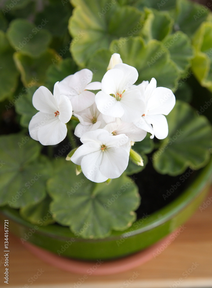 Obraz premium White Geranium Zonal, garden geranium, Pelargonium hortorum, ornamental and medicinal plant