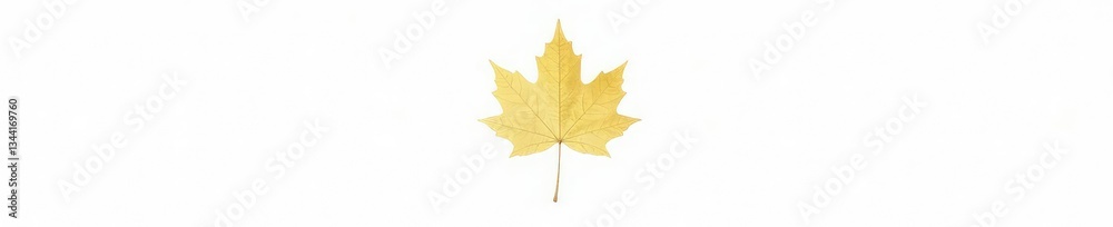 Fototapeta premium single maple leaf in sharp focus against pure white background, single leaf, pure white, maple leaf isolated