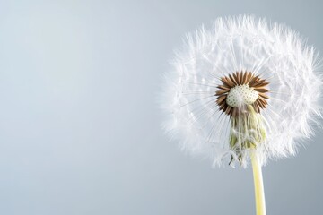 Tableau sur aluminium  A fluffy white dandelion seed head sits against a soft background  © ALPADESIGN