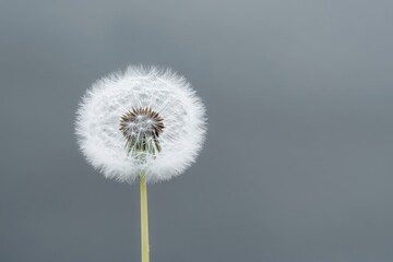 Tableau sur aluminium  A single dandelion flower head is set against a gray background  © ALPADESIGN