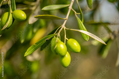olive trees with green olives