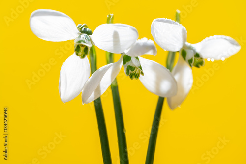 snowdrop