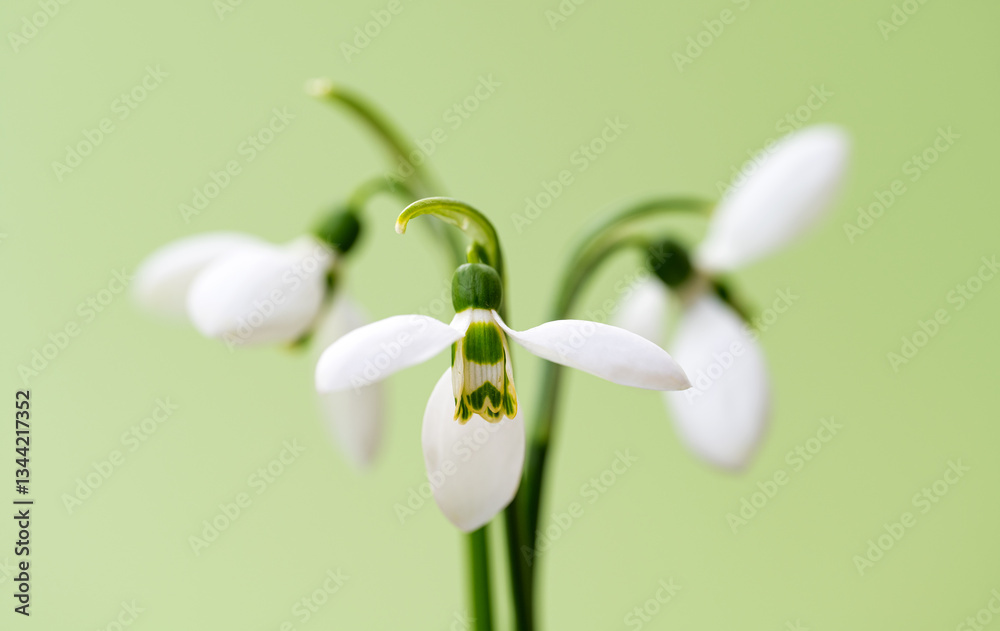 Fototapeta premium snowdrops close-up