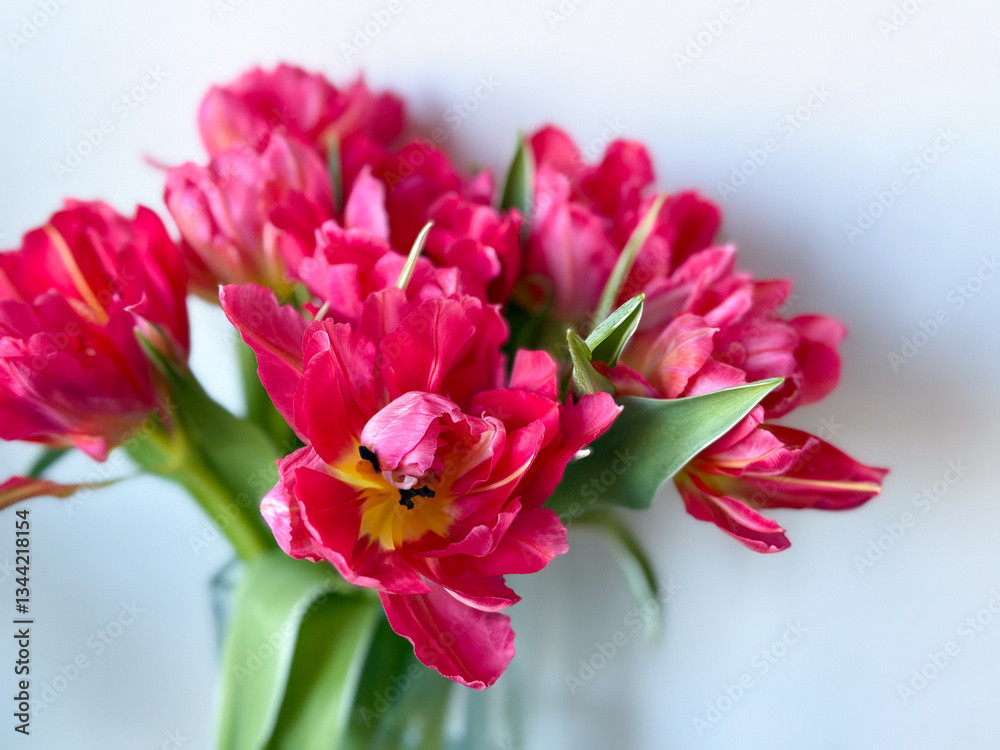 Obraz premium Beautiful bouquet of vibrant pink parrot tulips spring flowers on white close up, floral wallpaper background with spring tulips 