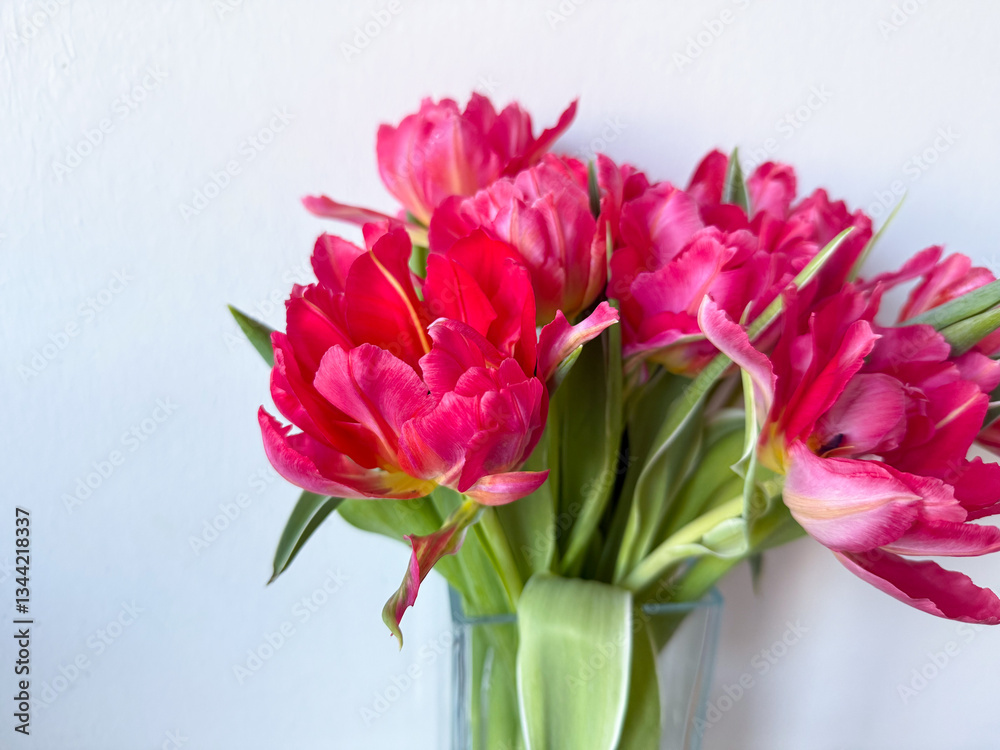 Obraz premium Beautiful bouquet of vibrant pink parrot tulips spring flowers on white close up, floral wallpaper background with spring tulips 