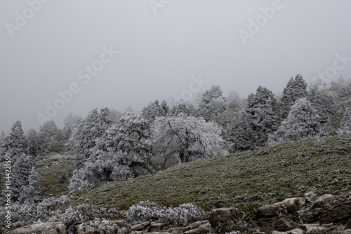 snowy pinsapo forest photo