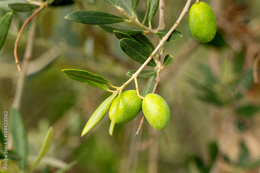 olive trees with green olives