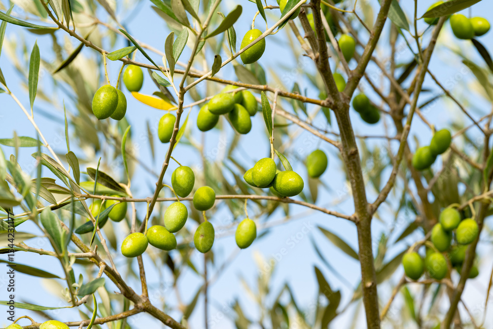 olive trees with green olives