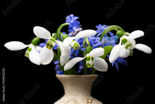 bouquet of spring primroses