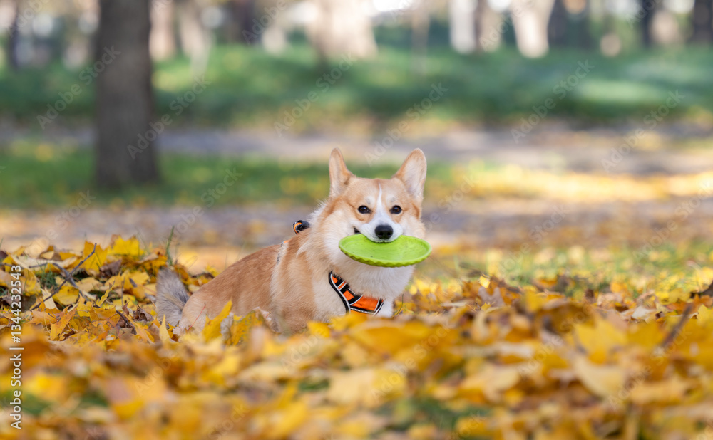 Corgi Pembroke in Autumn Park