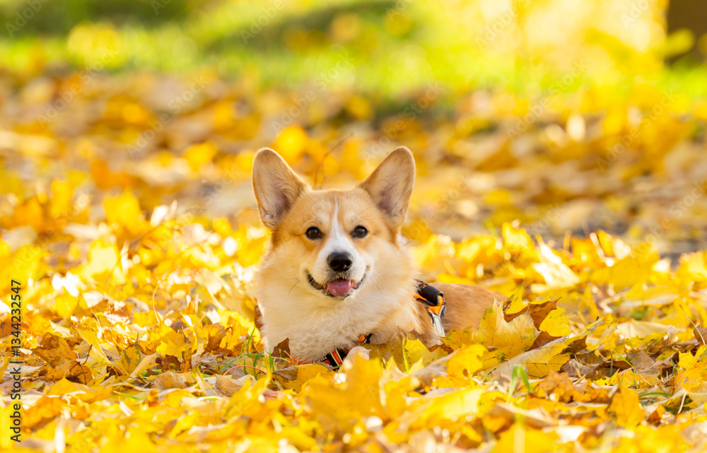 Corgi Pembroke in Autumn Park