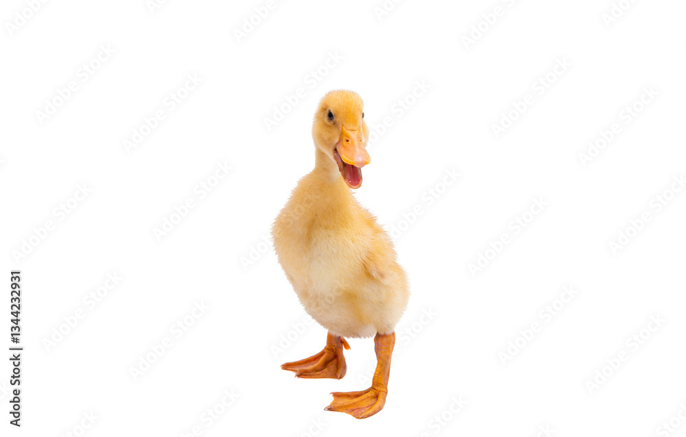 gosling isolated