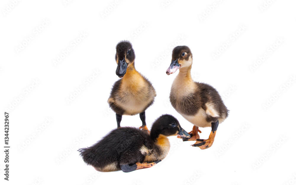 gosling isolated