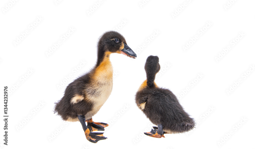gosling isolated