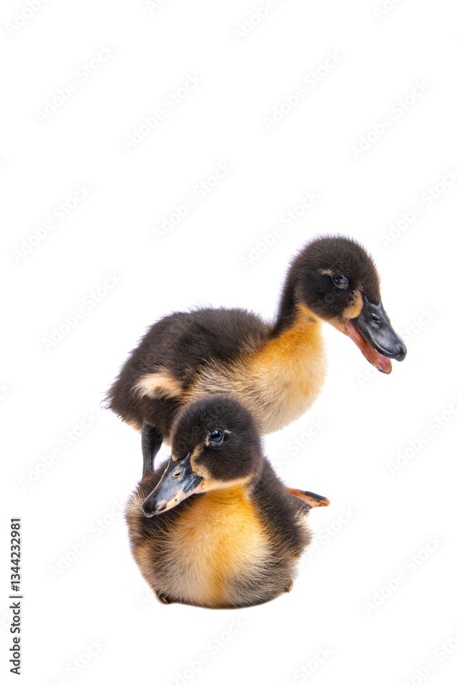 gosling isolated