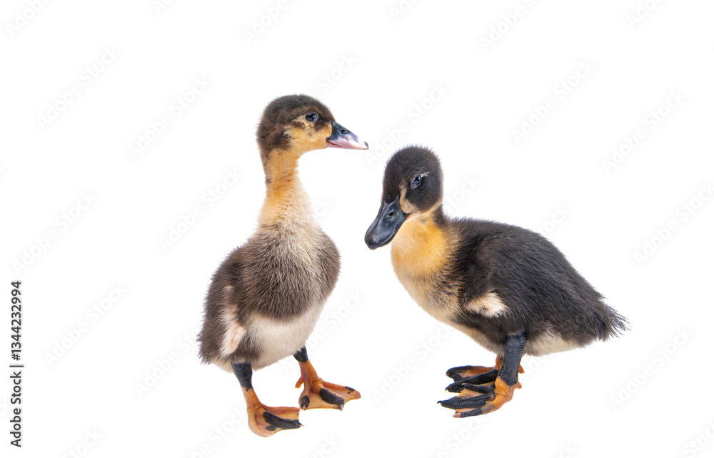 gosling isolated