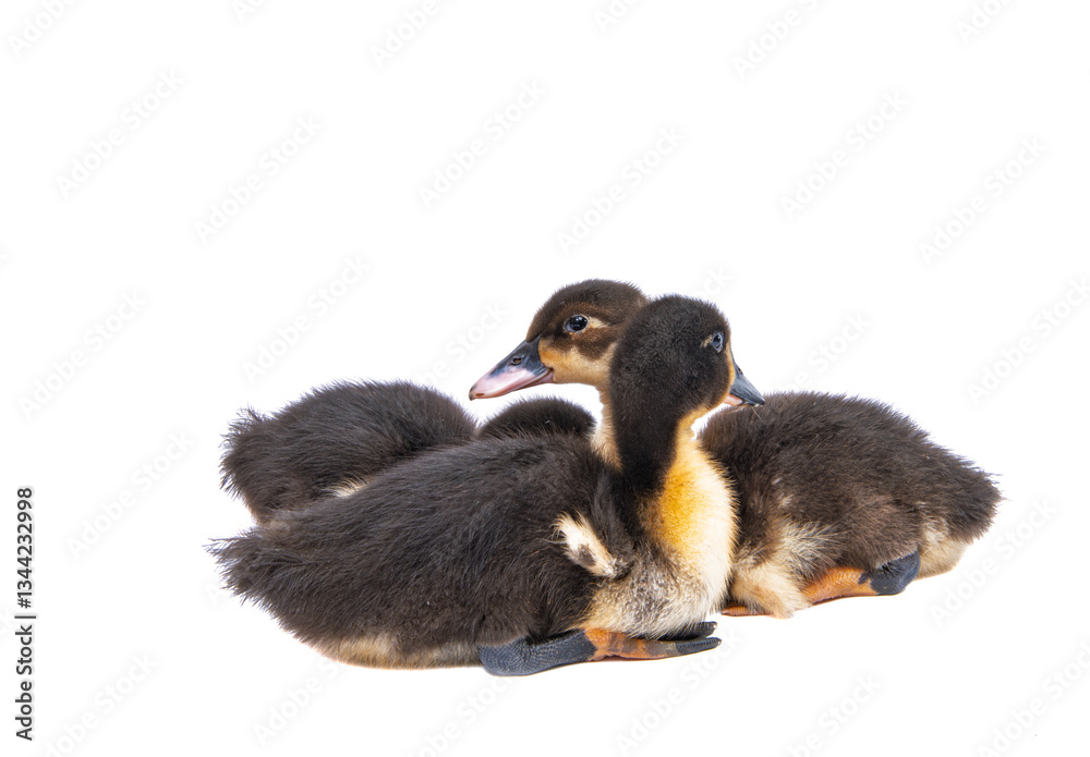 gosling isolated