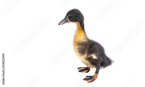 Obraz na płótnie gosling isolated w salonie