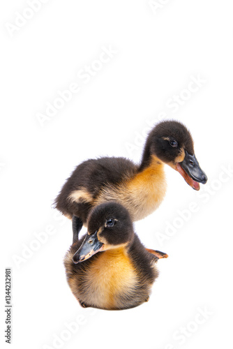 gosling isolated
