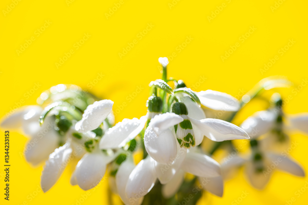 snowdrop