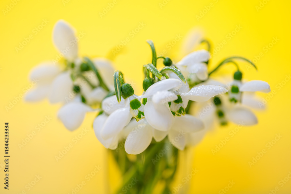 snowdrop